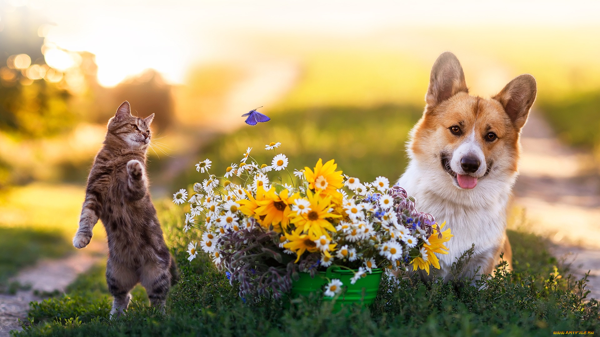 3 ,  , animals, , , , 